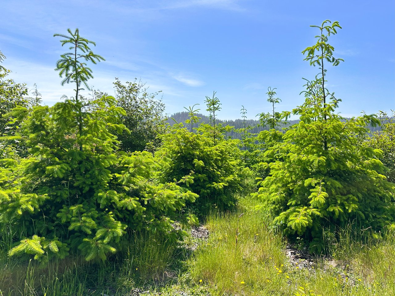 Alsea Estuary Forestland