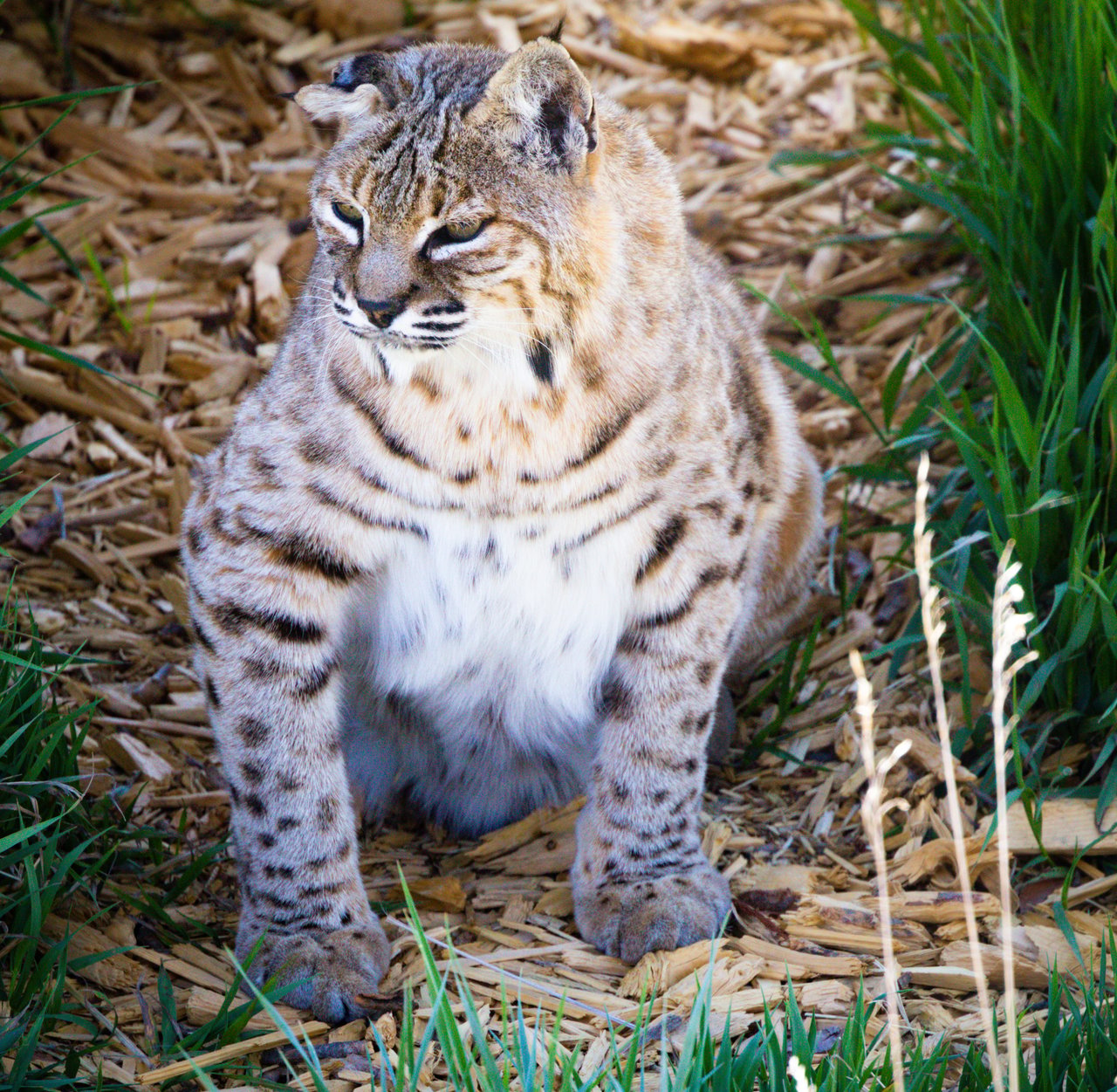 Into the Wild: Monica Breckenridge’s Unforgettable Journey at The Wild Animal Sanctuary Subtitle