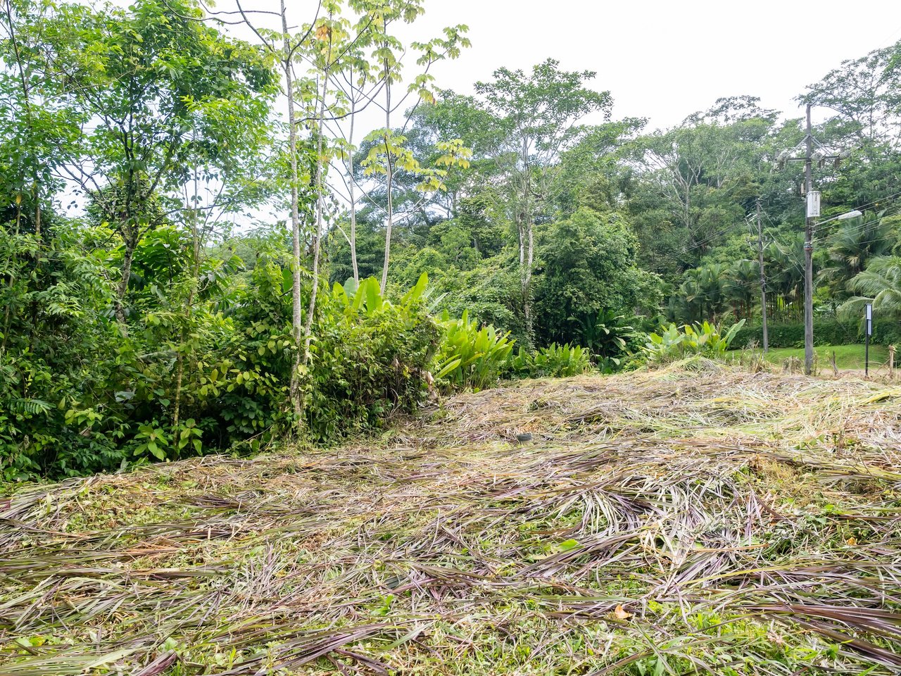 Bamboo Forest Estates – Prime Lots for Sale in Uvita, Costa Rica | Riverfront Land with Utilities