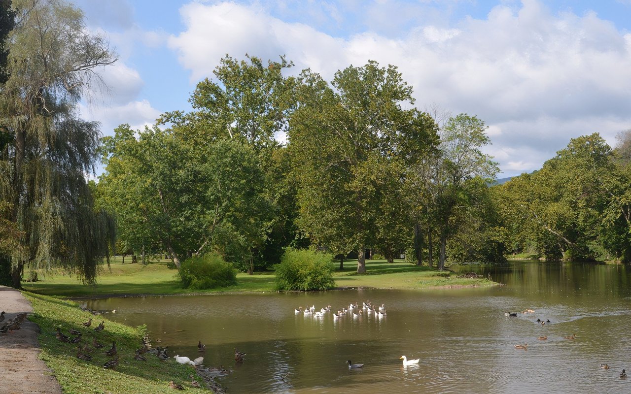 Tree-lined park pond with ducks and geese along the water.