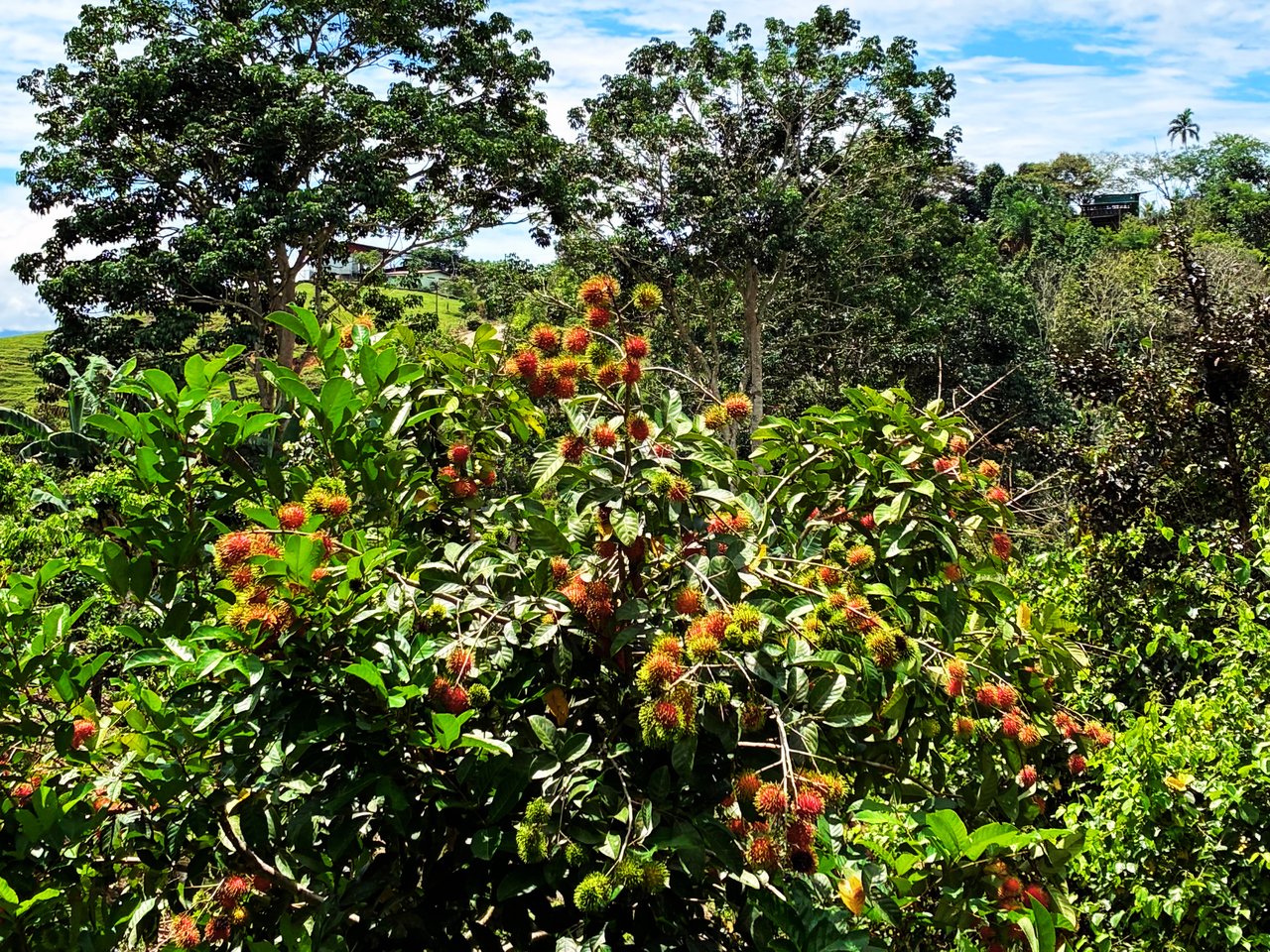 Productive Agricultural Farm with Valley Views in Cristo Rey of Platanares, Pérez Zeledón