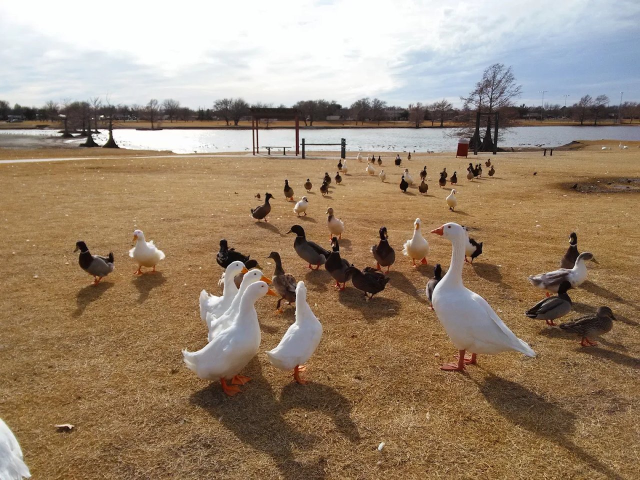 Maxey Park Homes for Sale in Lubbock, TX