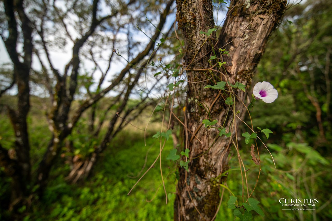 Origins Mineral: A Rare Landholding in Guanacaste’s Volcanic Highlands