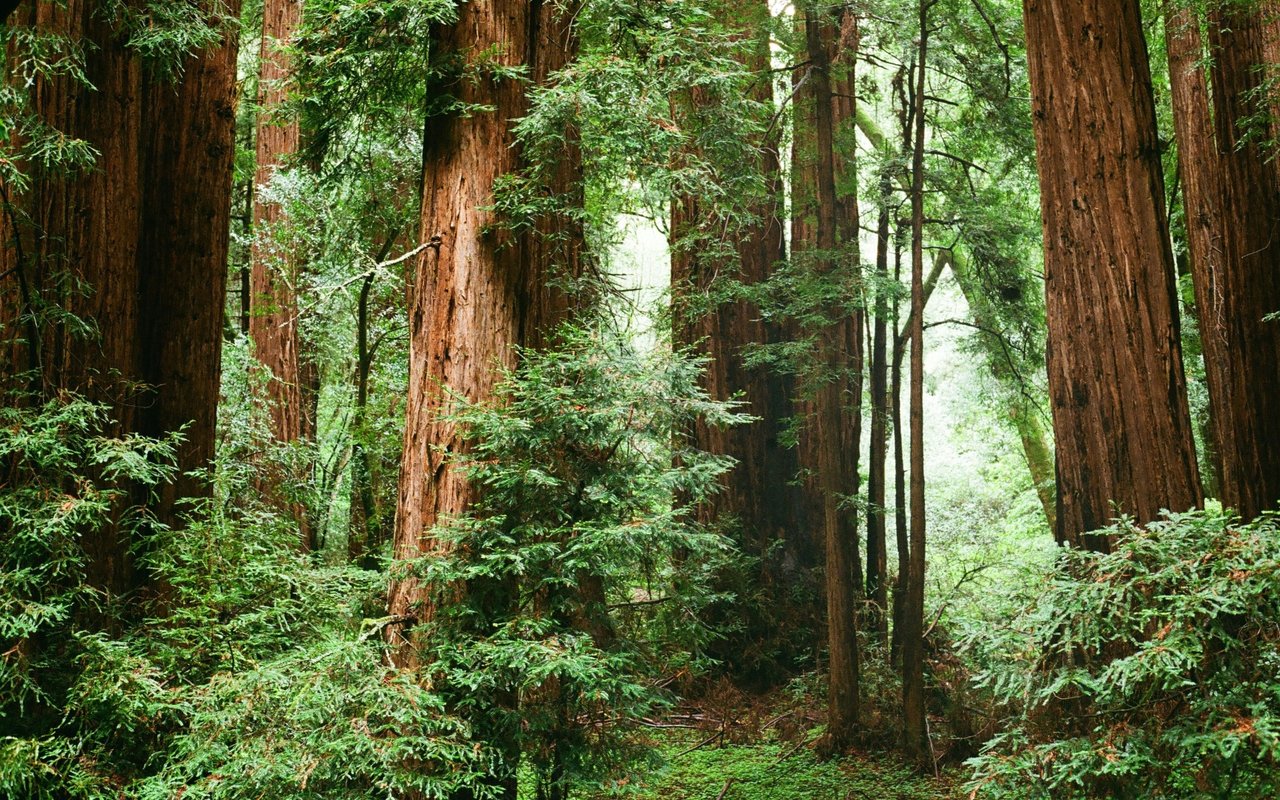 Aptos