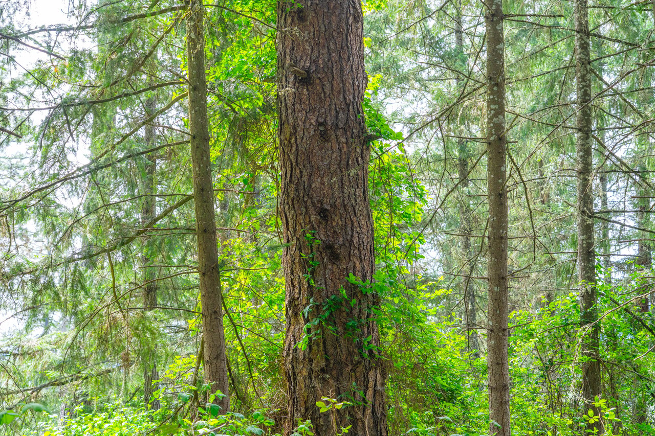 SUTHERLIN WOODLOTS