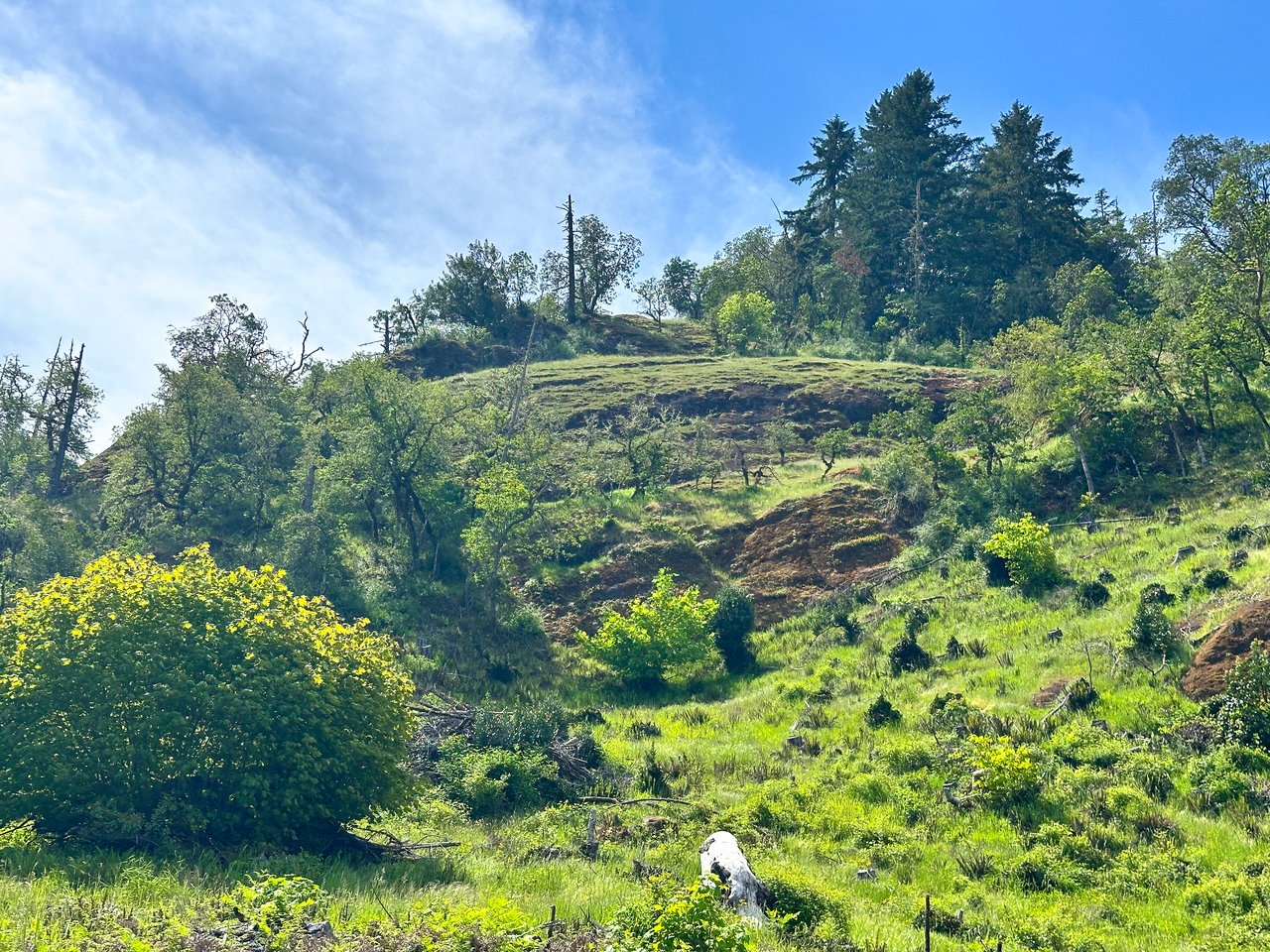 STRICKLAND BOULDER FOREST
