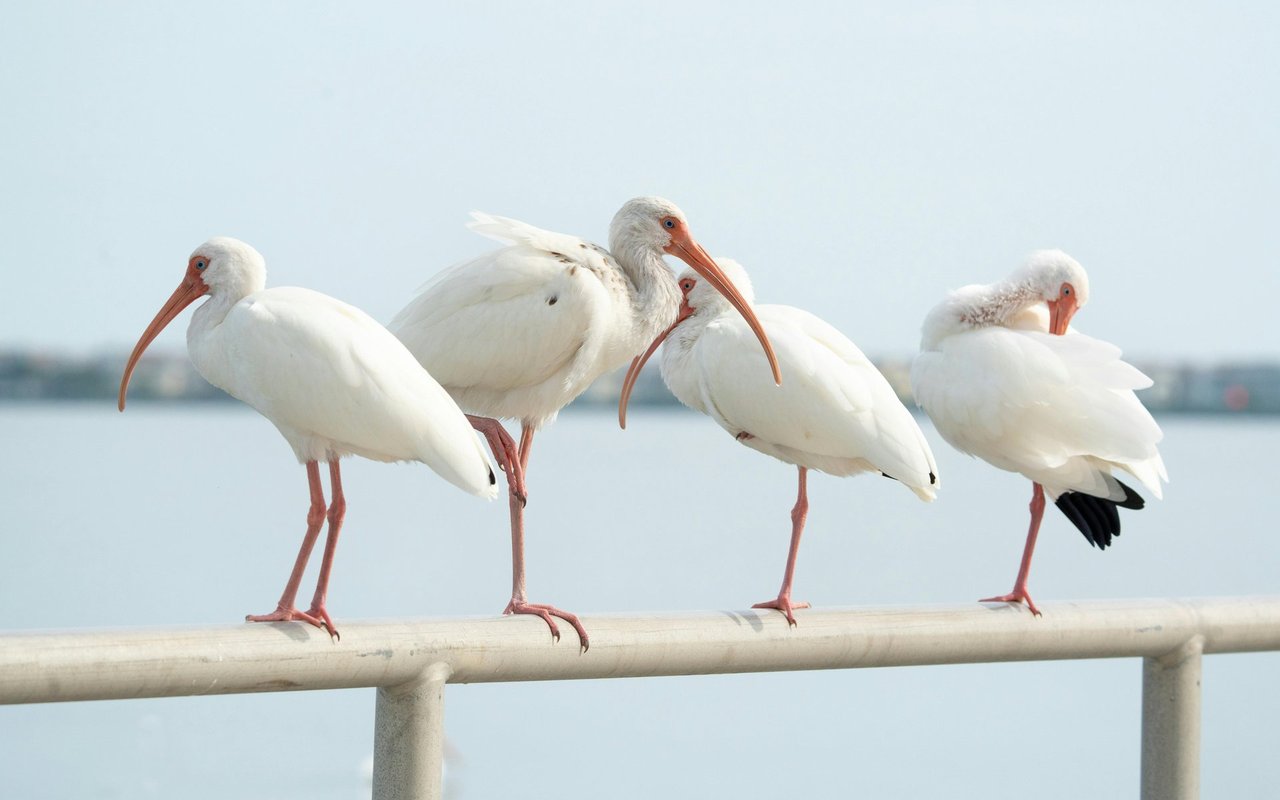 Chateau Village Co-Op Homes with Sliding Doors Exterior Features