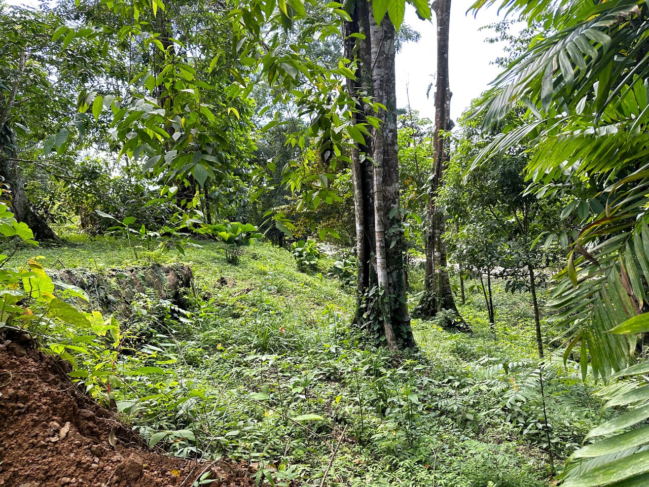 FIRE SALE! Jungle, Rivers, a Waterfall and Panoramic Ocean View
