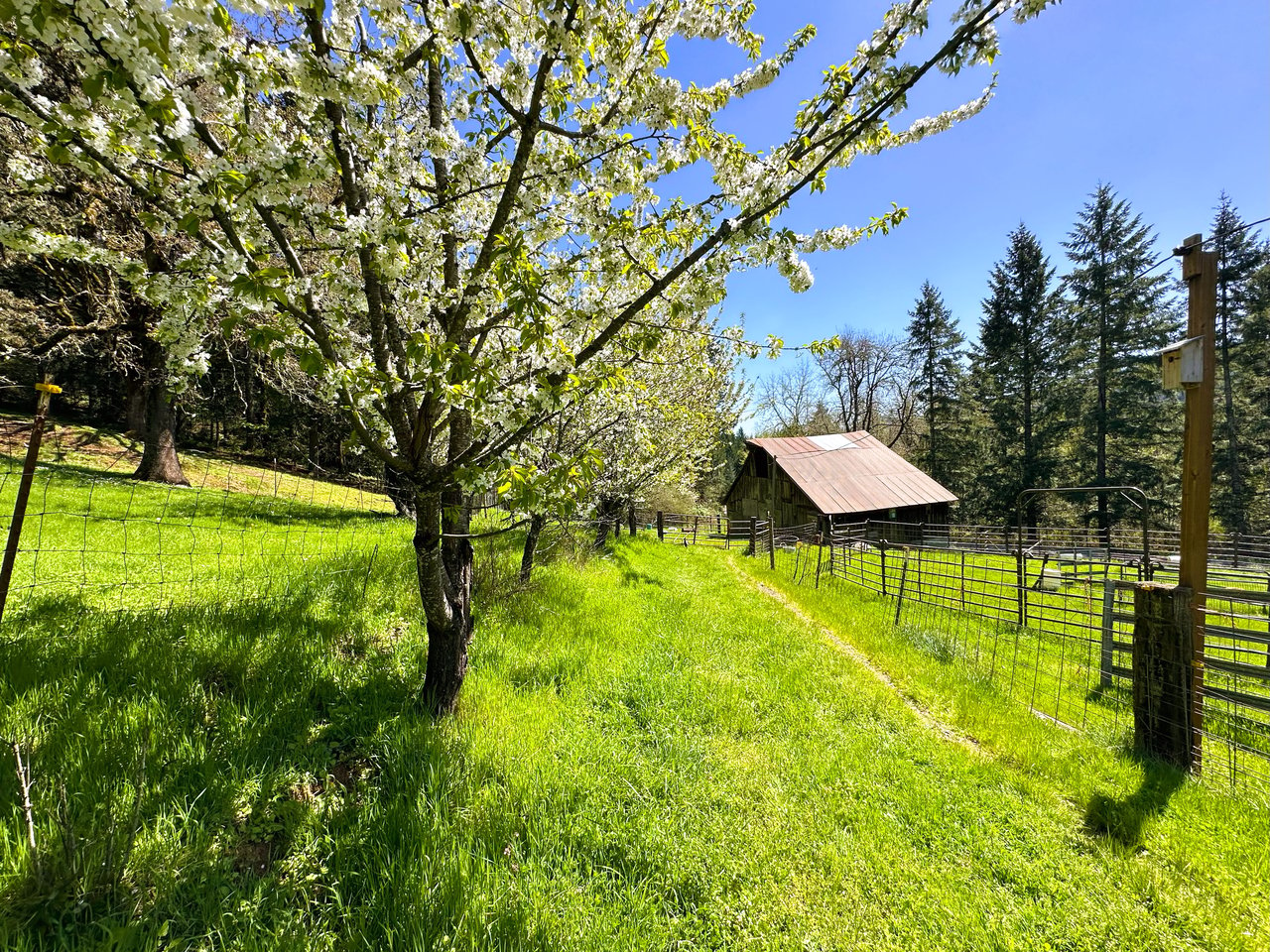 Panther Creek Homestead