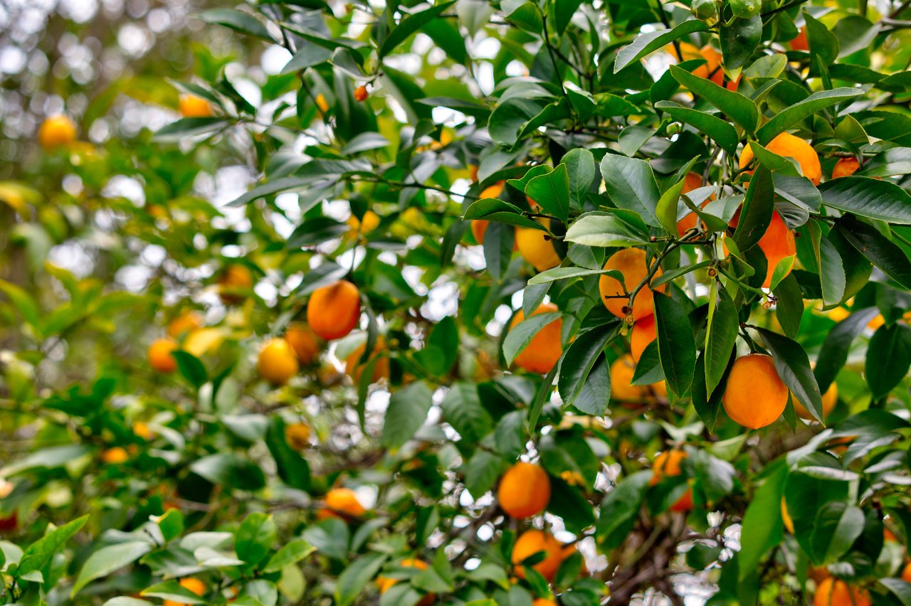 45 Quisisana Drive, Kentfield