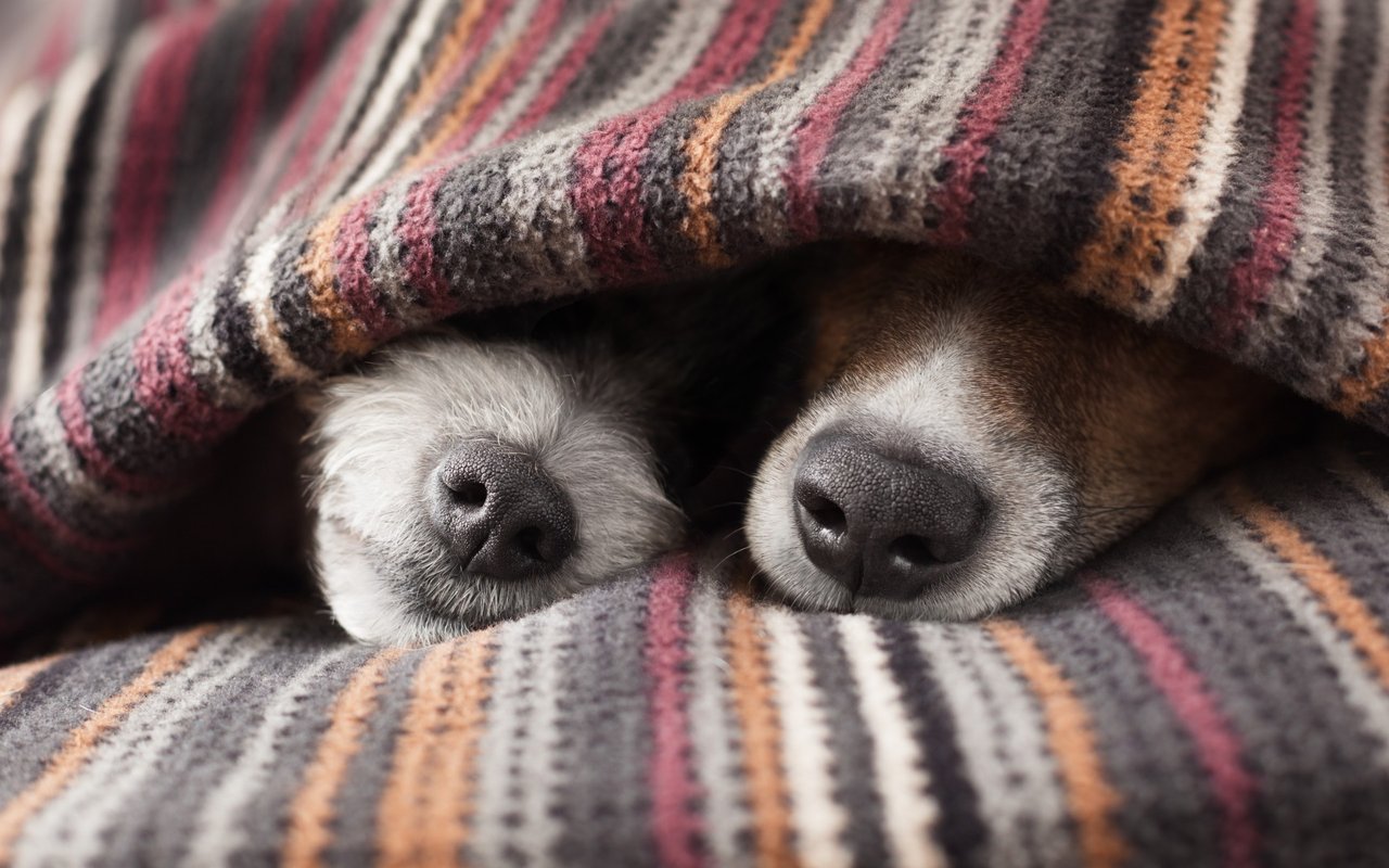 Dog Lovers - One More Reason to Make the Big Island Your Home