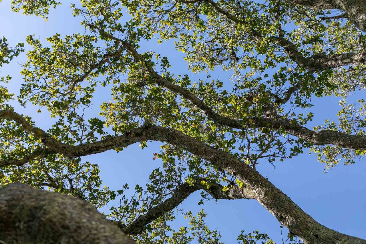 53 Monterey Ave, San Anselmo