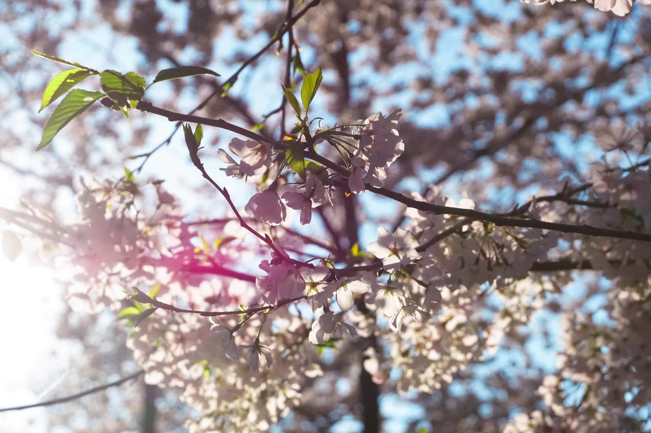 A Comprehensive Guide to the D.C. Cherry Blossoms