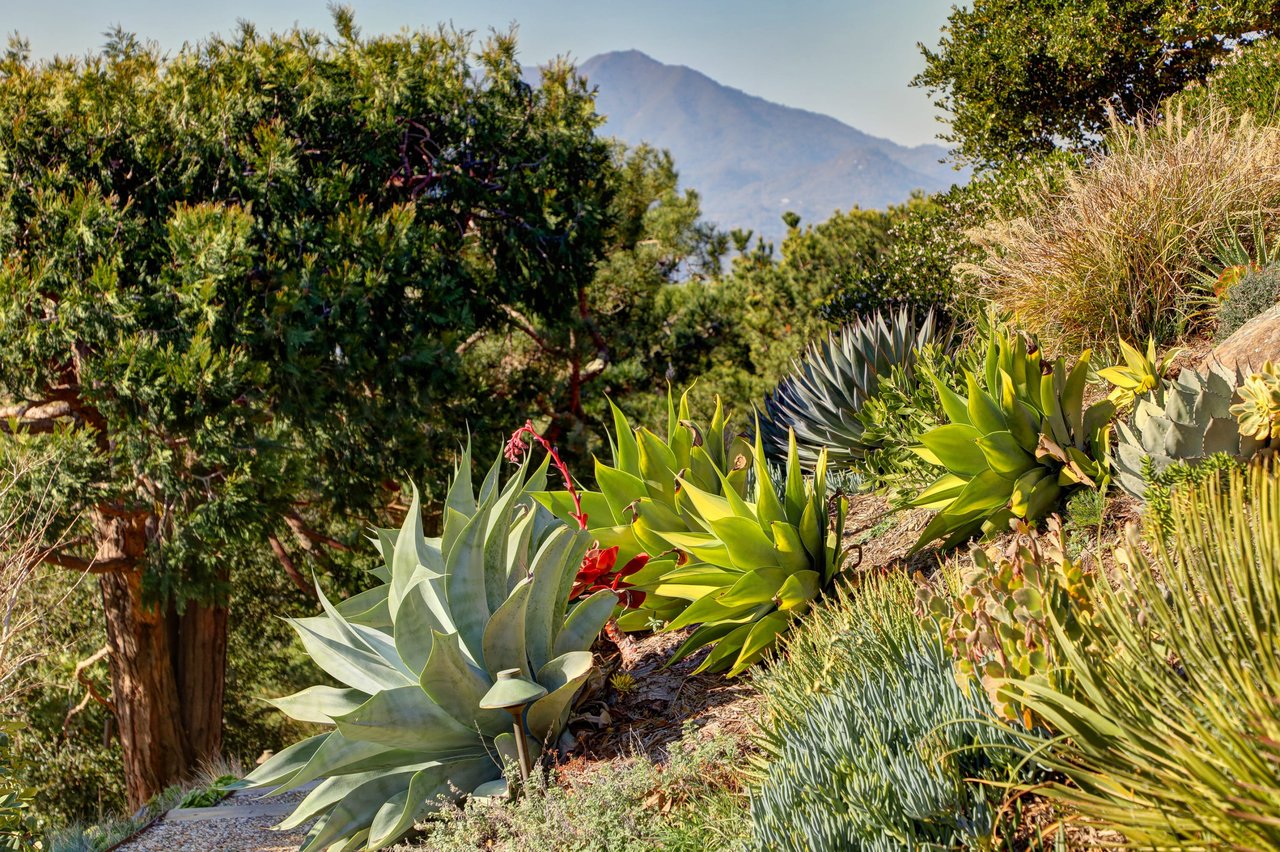 Extraordinary Tiburon Sanctuary