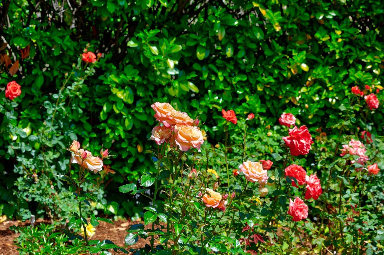 69 Raven Road, San Anselmo