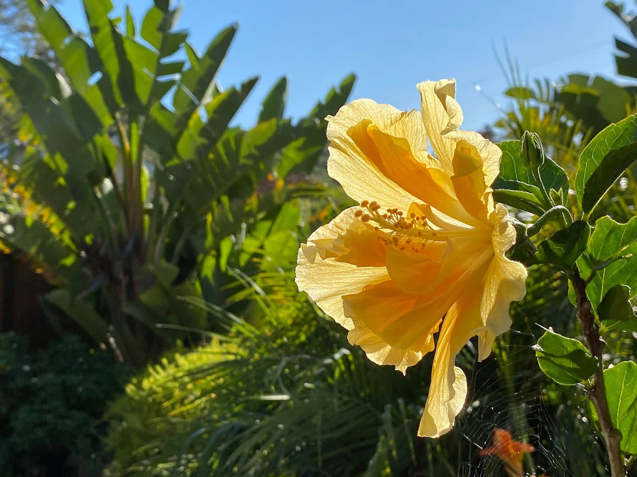 117 Sonora Way, Corte Madera