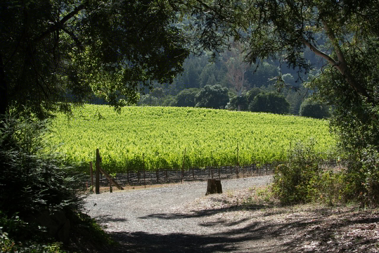 sonoma-county-vineyard-wine-country-california.jpg