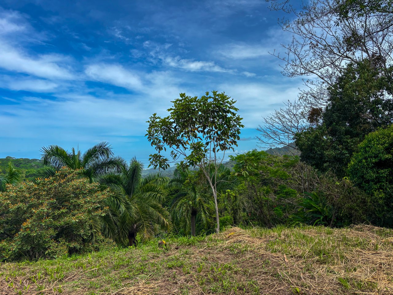 3.6 Acre Ocean View, Near the Beach & Cool Mountain Elevation