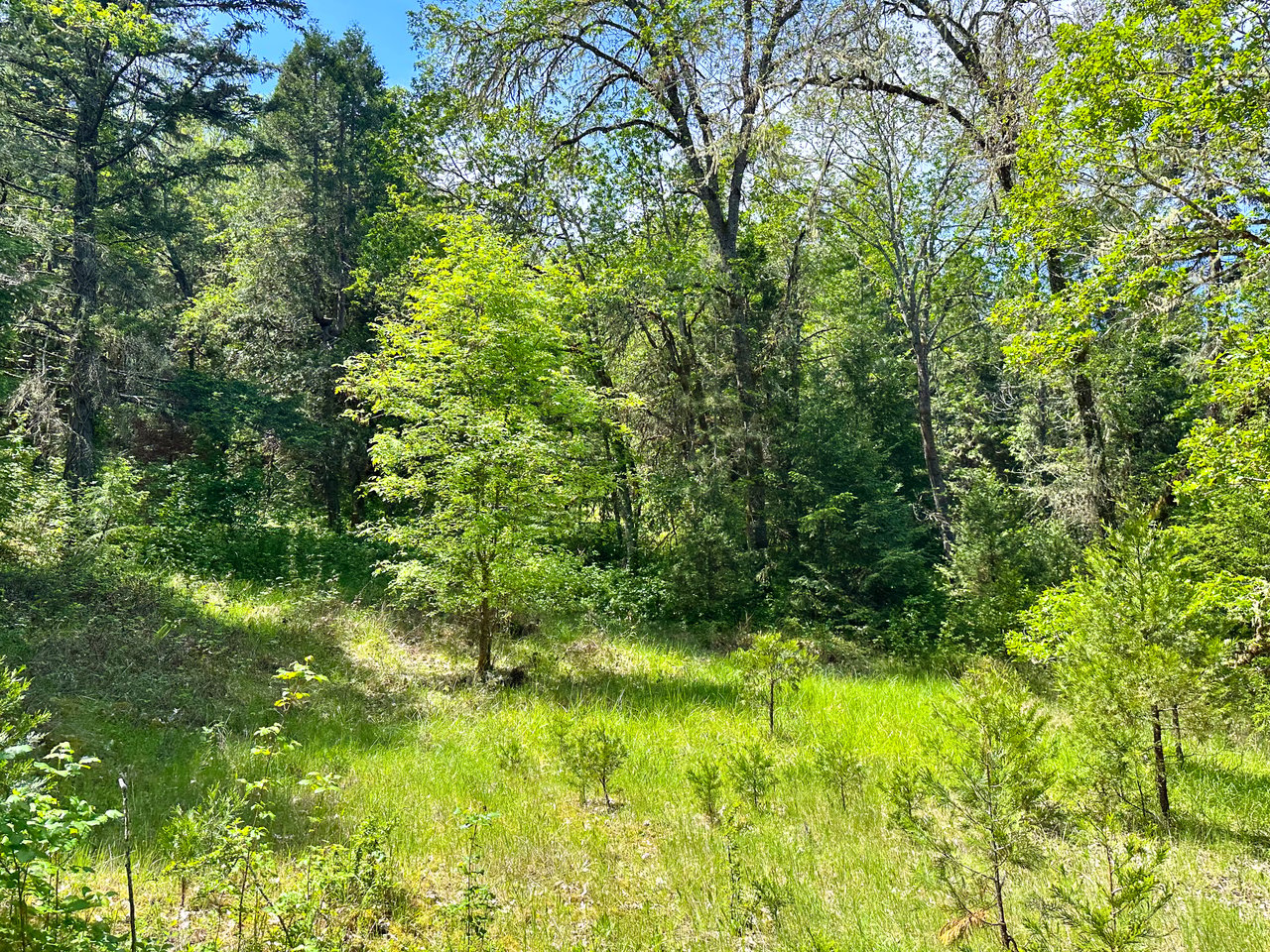 WAGON ROAD HOMESTEAD