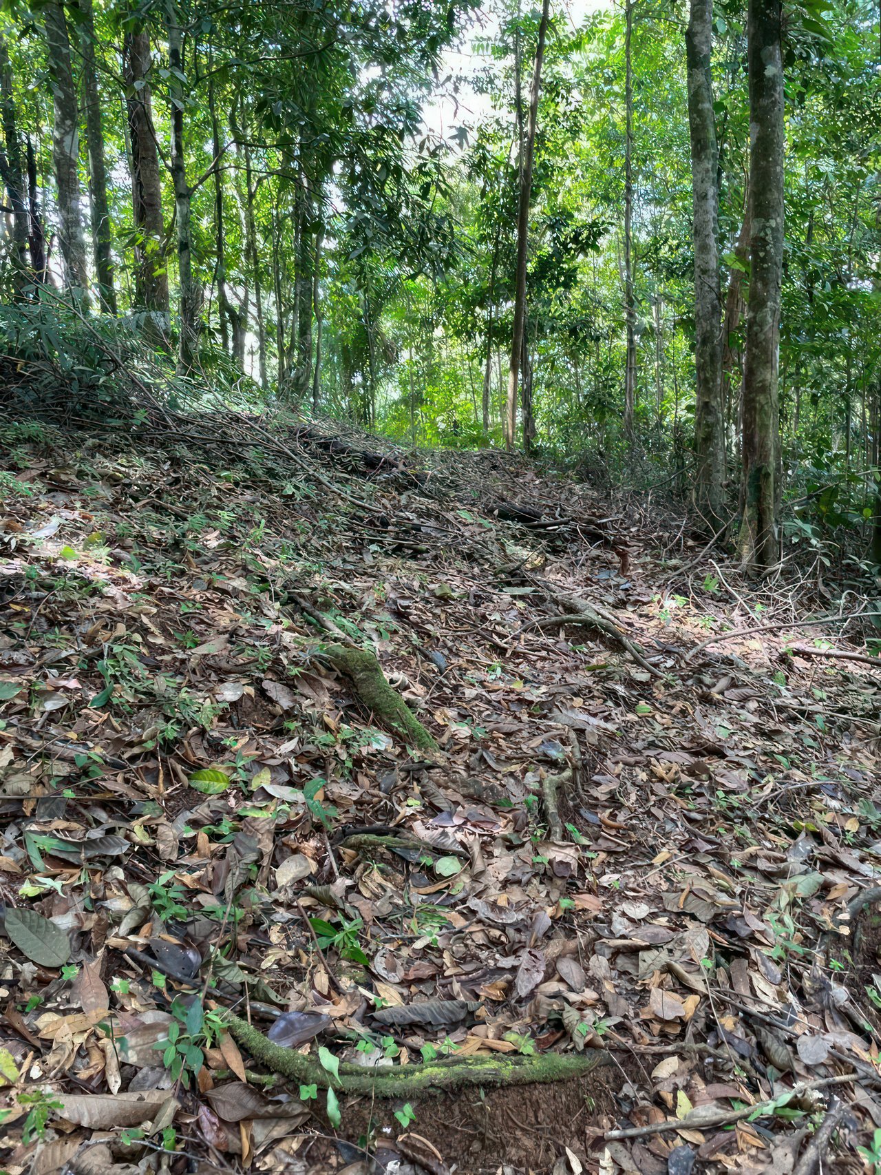 Conservation Only | $1 per Square Meter (61,77 acres)