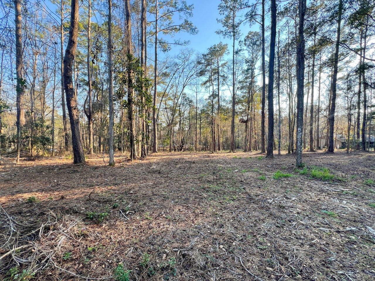 A sunlit forest with tall trees and sparse underbrush, casting long shadows on the ground. The scene feels serene and expansive under a clear sky.