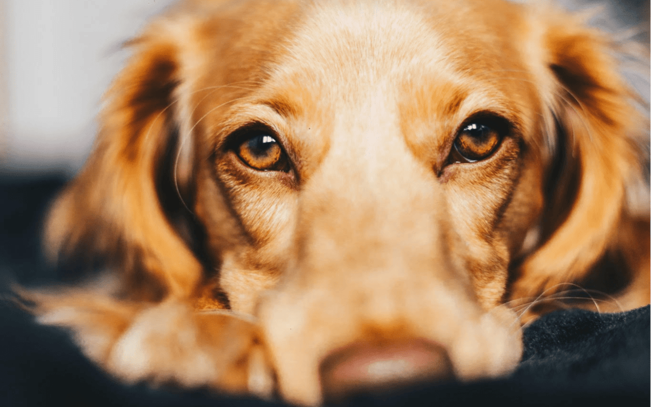 Tips for Moving with Pets