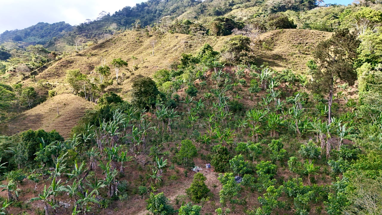 Over 2.5 Acres in Ceibo, Planted with Coffee and Fruits