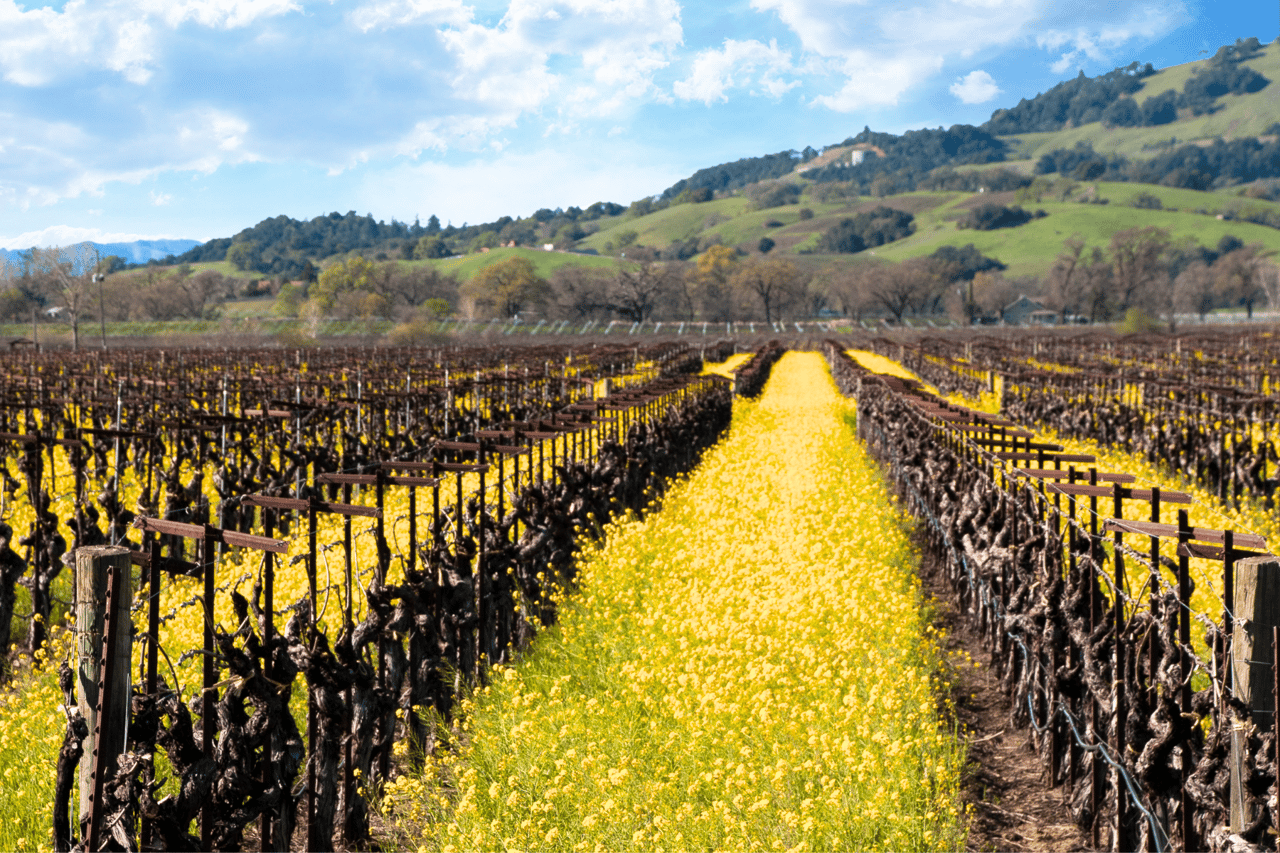 Mustard Season in Napa Valley