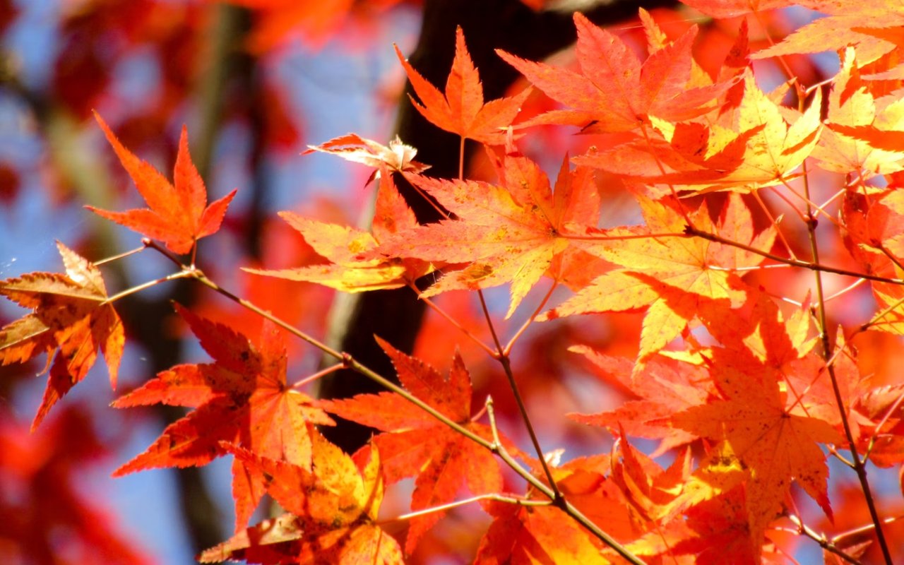 Fall in Scituate: Leaf-Peeping and Seasonal Events
