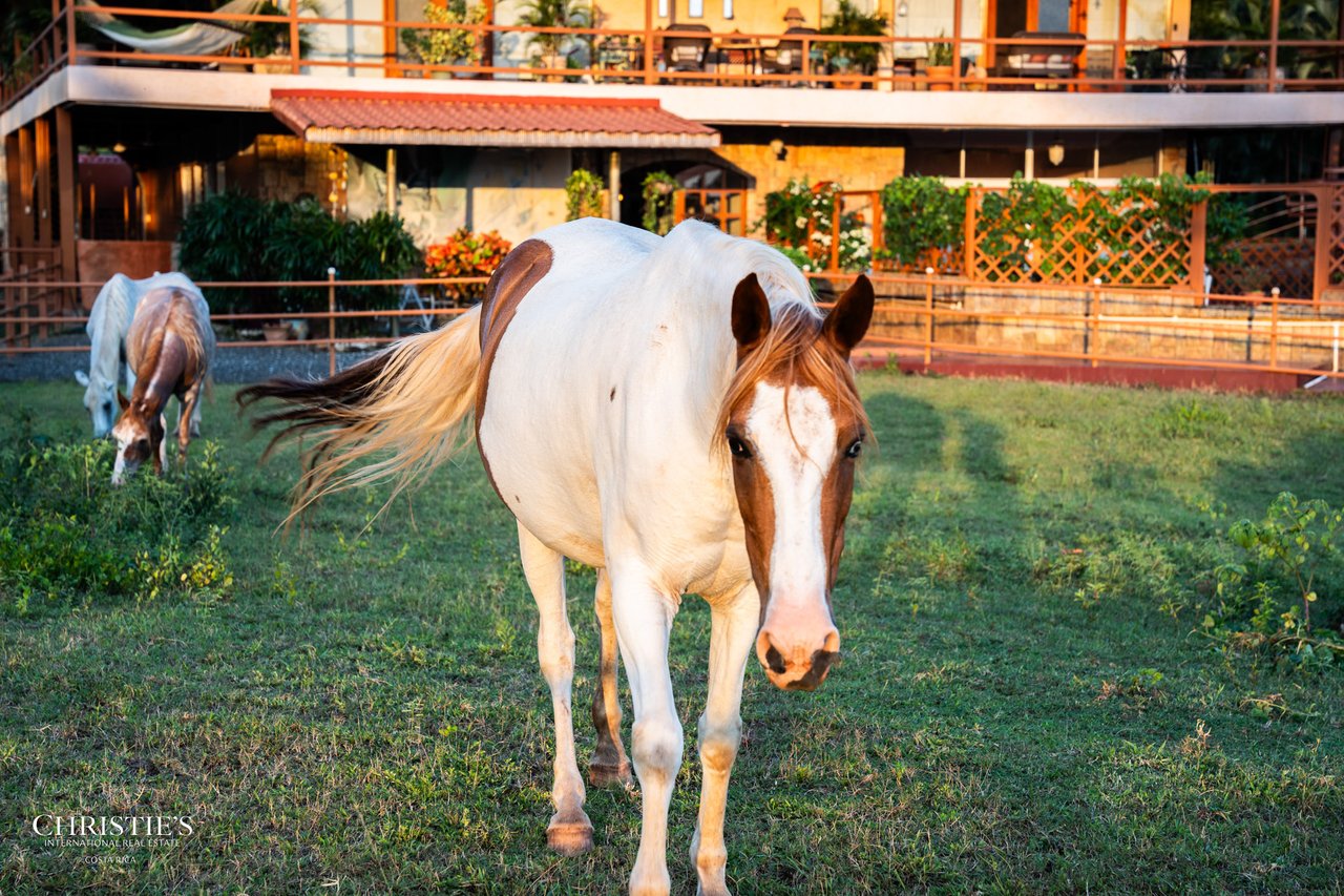 Finca Sweet Prince – A Private Equestrian Estate of Unmatched Elegance