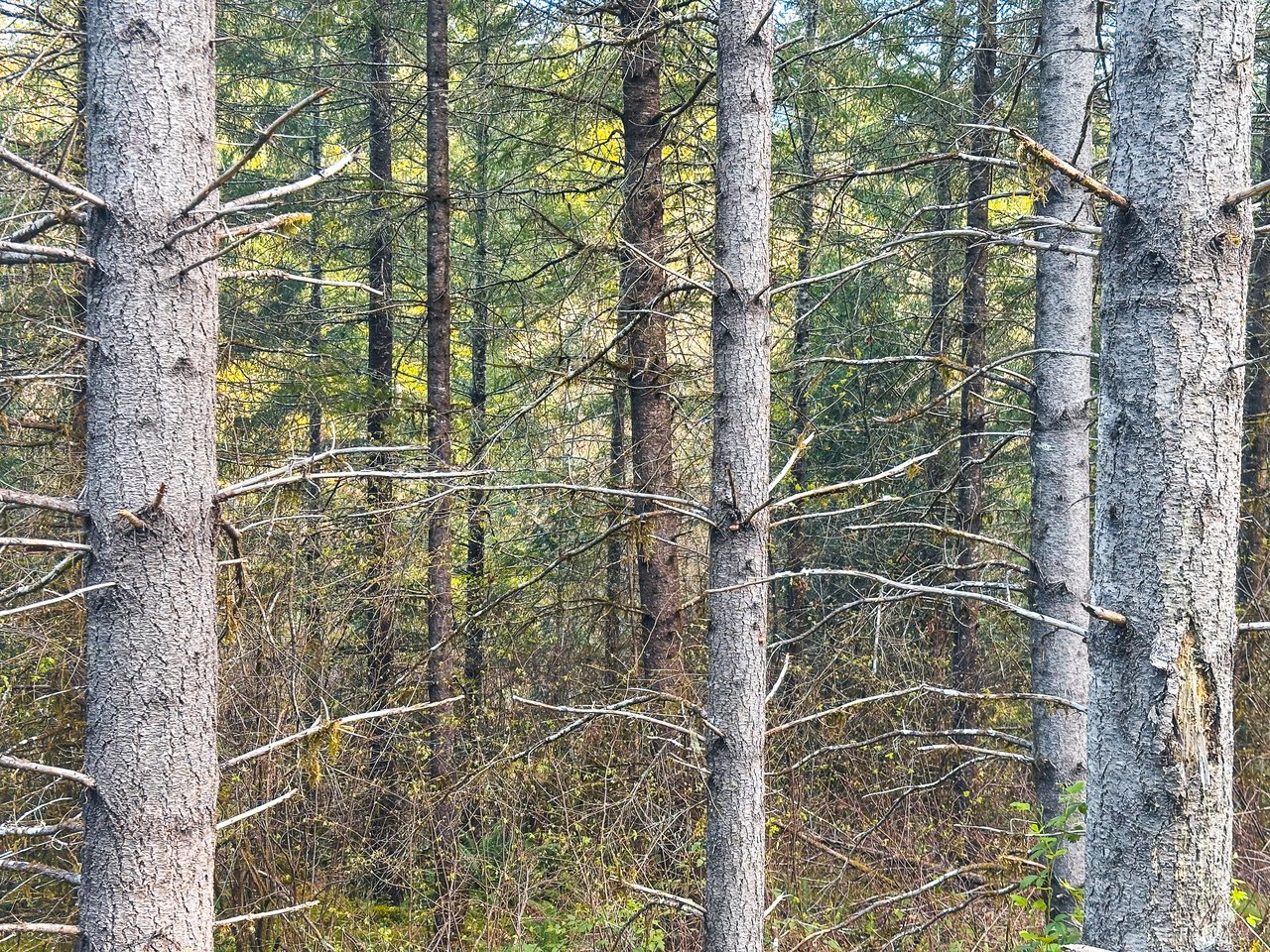 Liberty Forest Auction