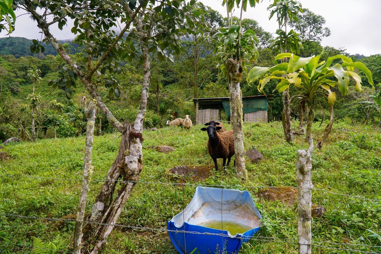 Sustainable Organic Mountain Farm, Perez Zeledon, San Jose