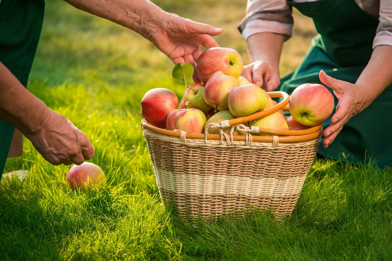 Apple Picking Season is here in the GTA!
