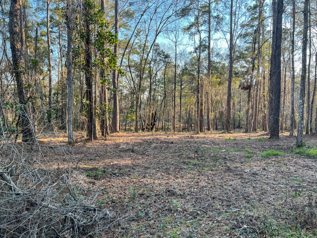 Tranquil forest scene with tall, slender trees and sparse undergrowth. Sunlight filters through leaves, casting soft shadows on the forest floor.