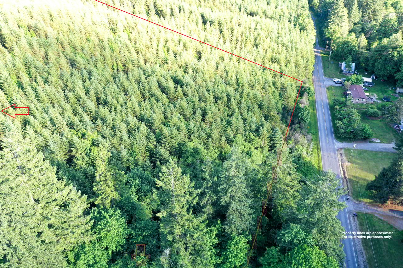 Little Forest