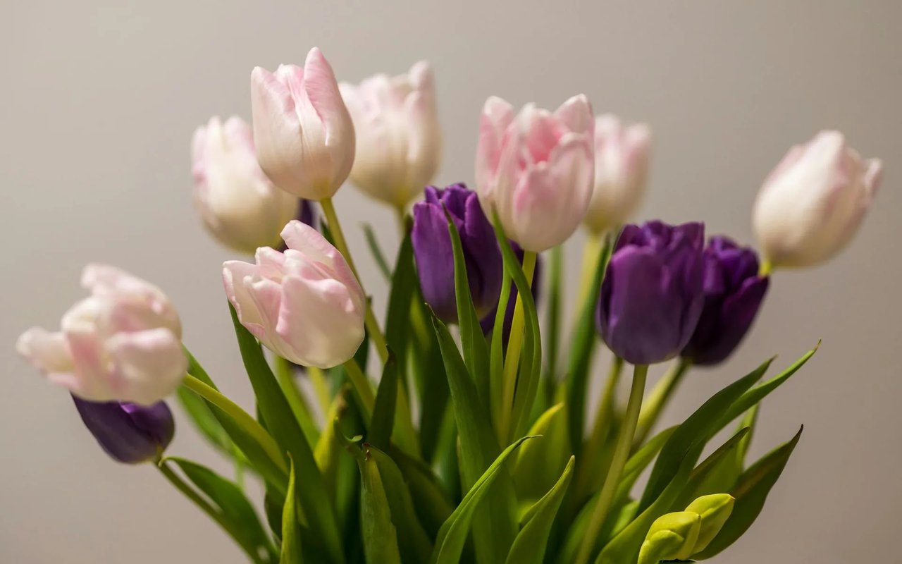 Why Buy Plants Online?