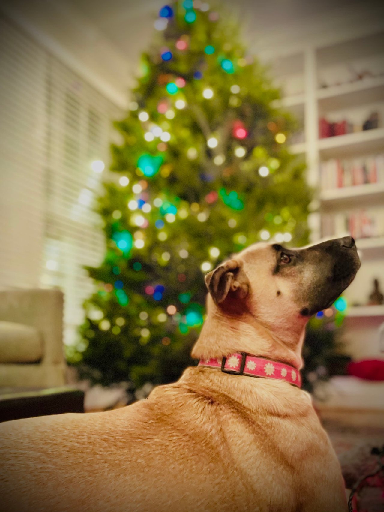 December 2022 Newsletter