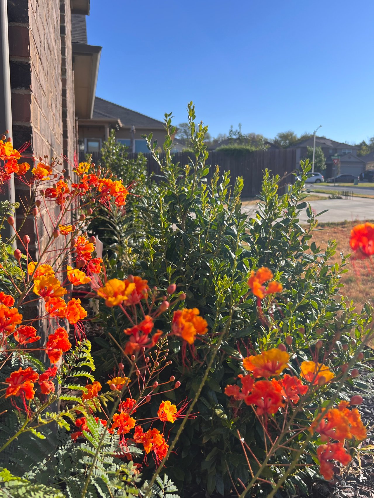 Sprawling One-Story on .28 Acres | Scenic Views + Garden Paradise! | Largest Floor Plan in Reserve at McKinney Falls
