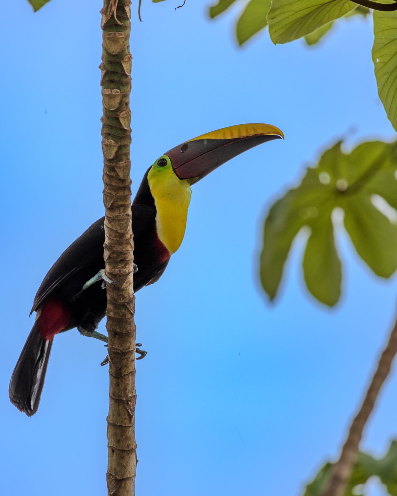 Prime Development Land Steps from the Marino Ballena National Park - Lot A