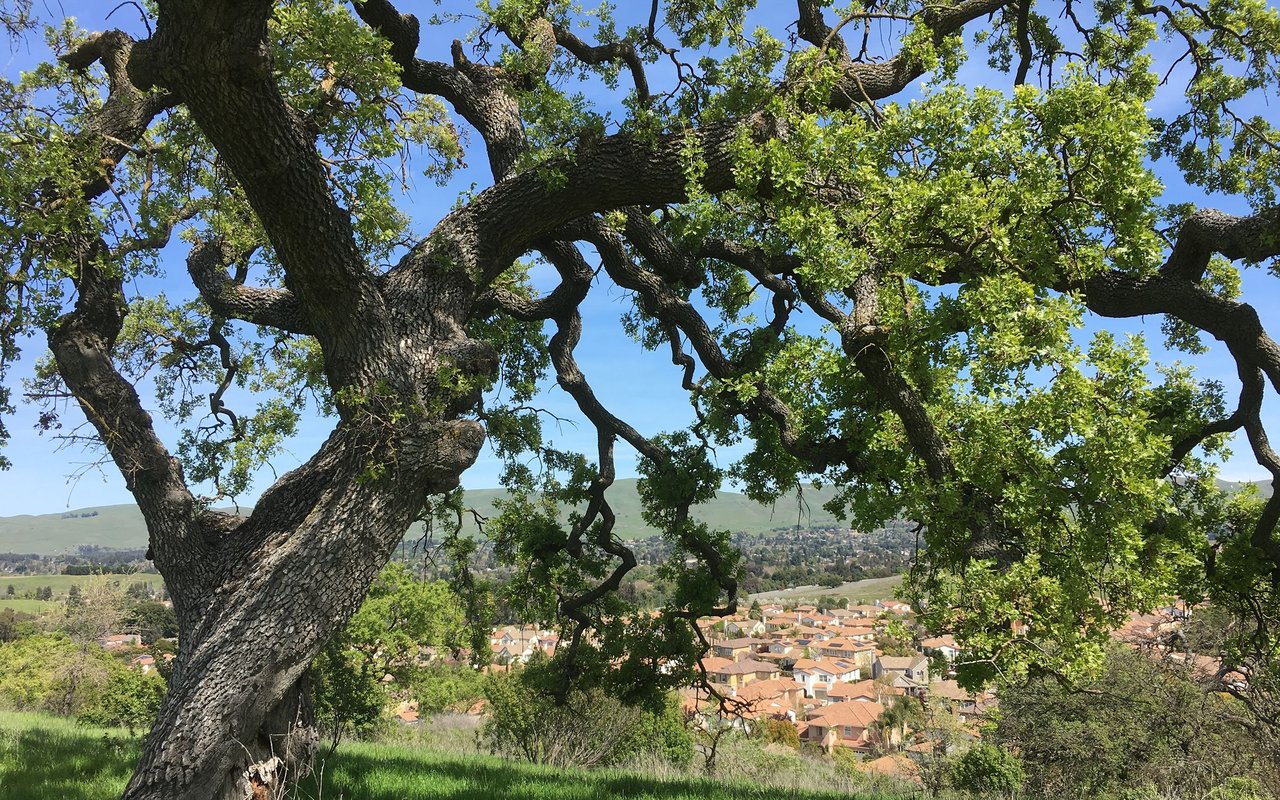 Walnut Creek