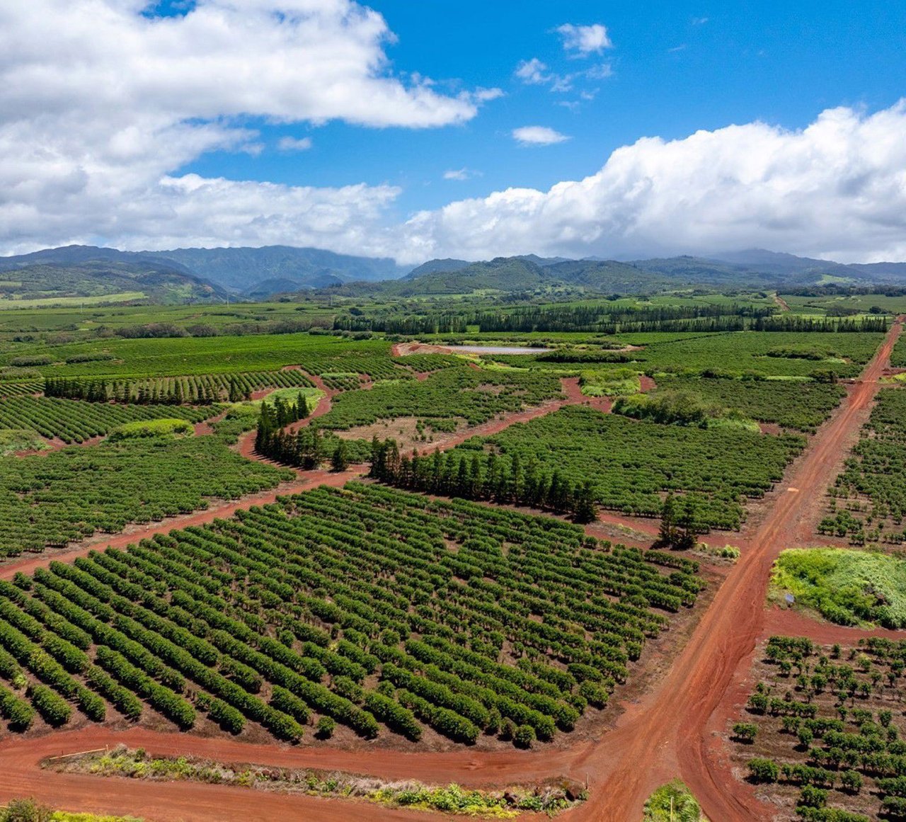 Kauai Coffee Visitor Experience Faces Uncertainty
