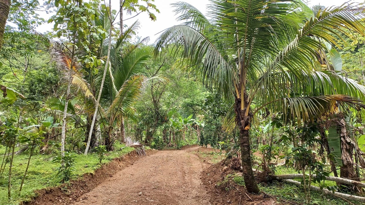 Mountain View Land with Several Building Sites and Mature Fruit Trees