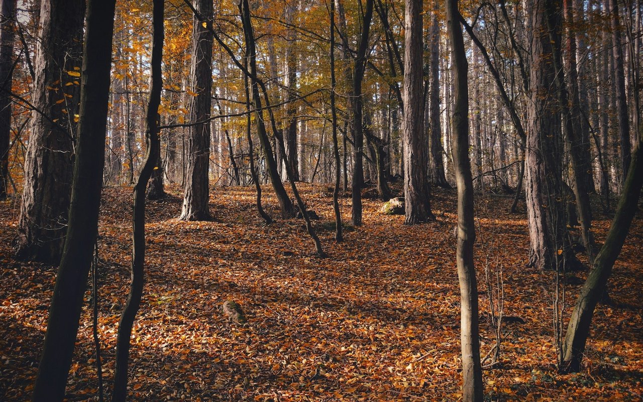 Chesterfield Co. (Southeast)