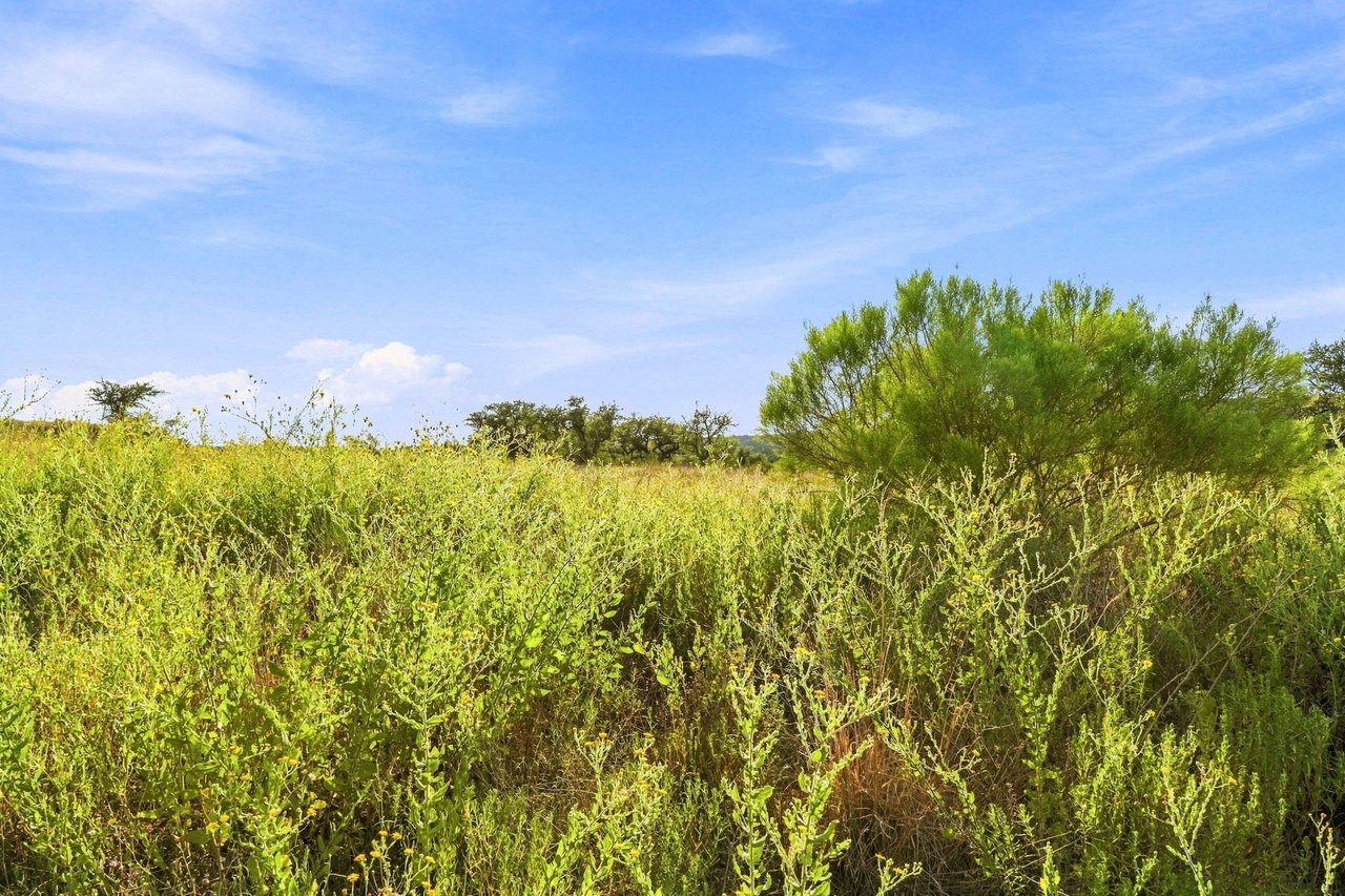 Open ranch land covered in brush, with scattered trees and a large leafy tree beneath a blue sky.
