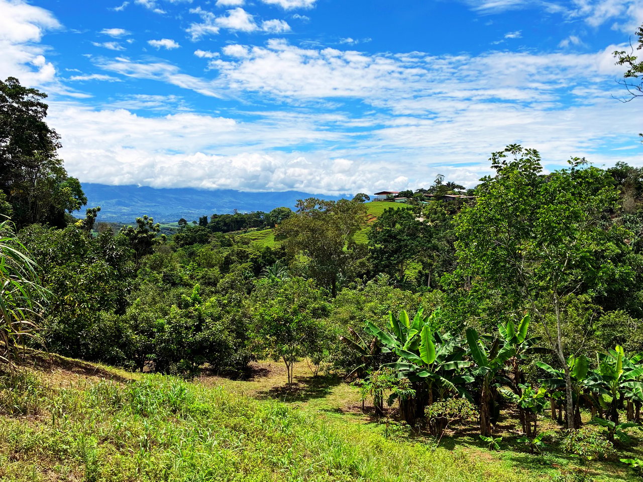 Productive Agricultural Farm with Valley Views in Cristo Rey of Platanares, Pérez Zeledón