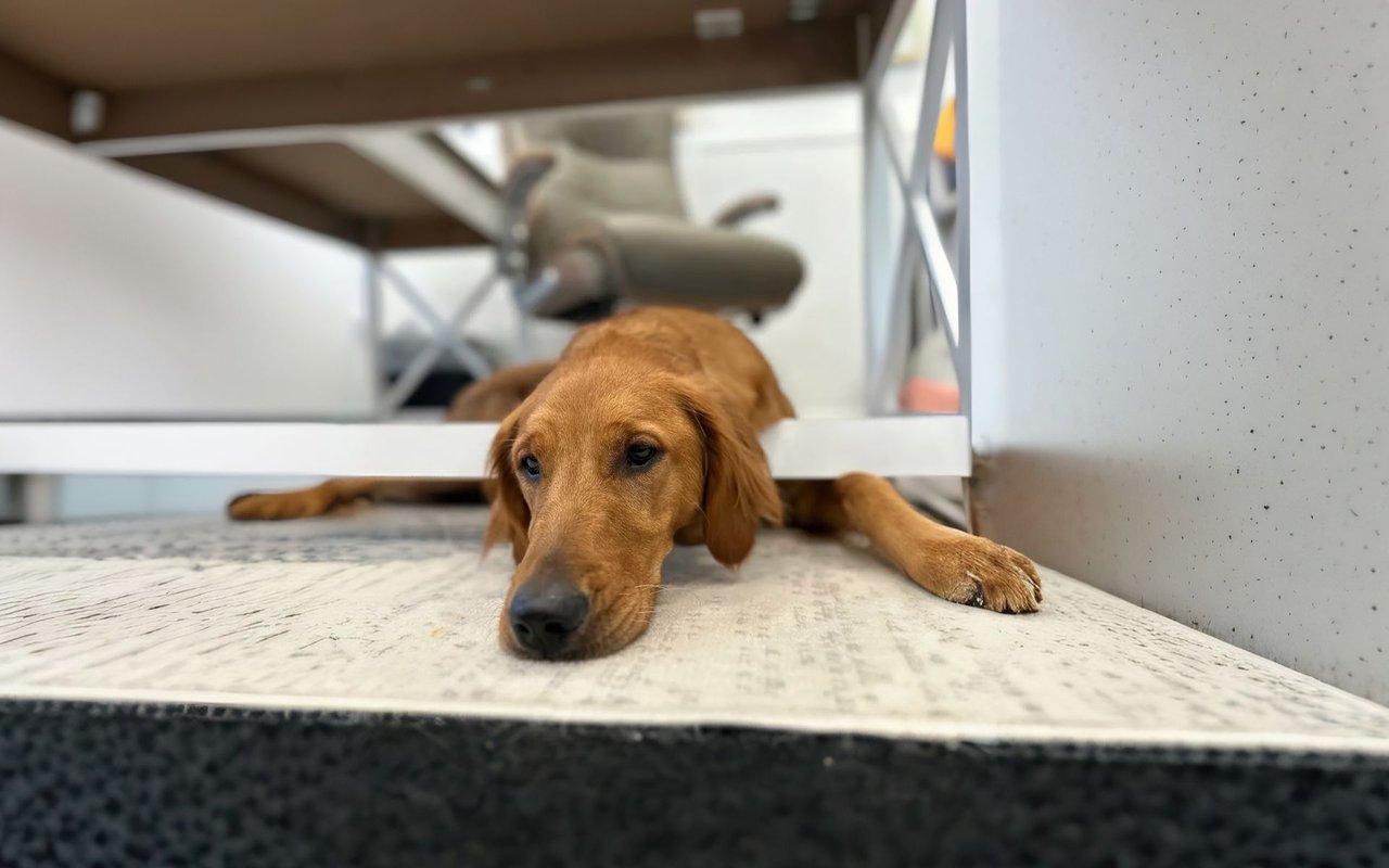 Marley’s Paw-some Week: Wiggles, Zoomies, and Realtor Dog Duties