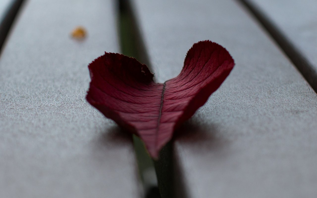 ROOF Donations To East Bay Nonprofits