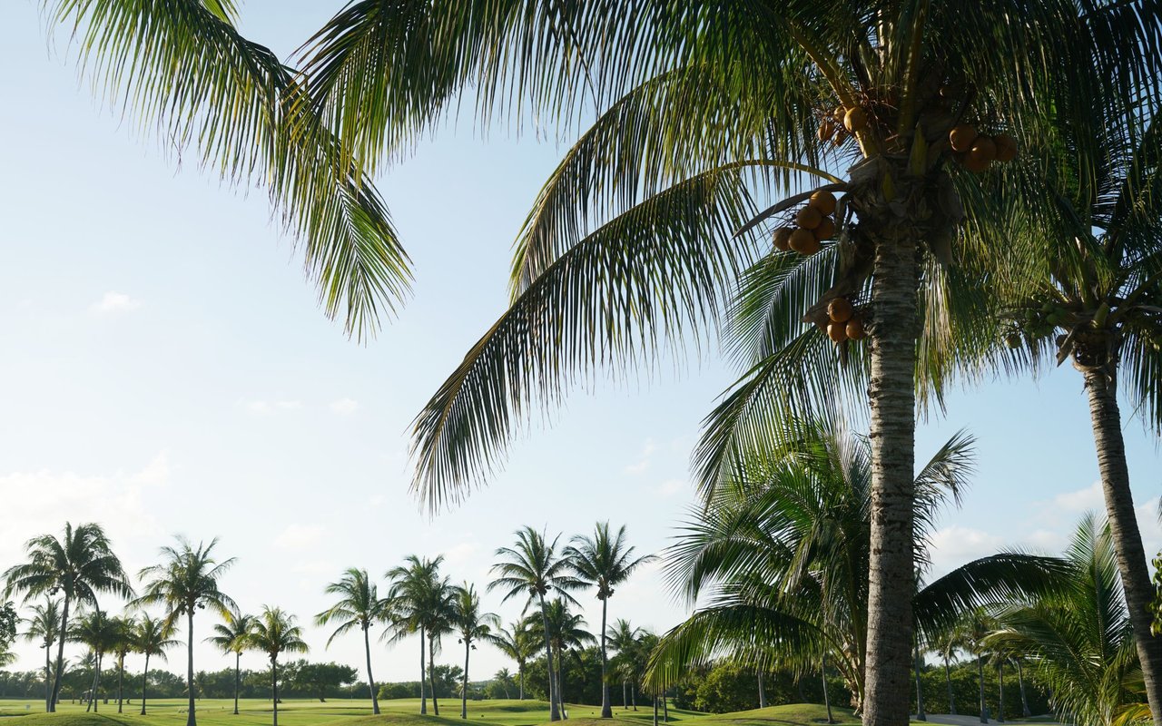 contact-form-background