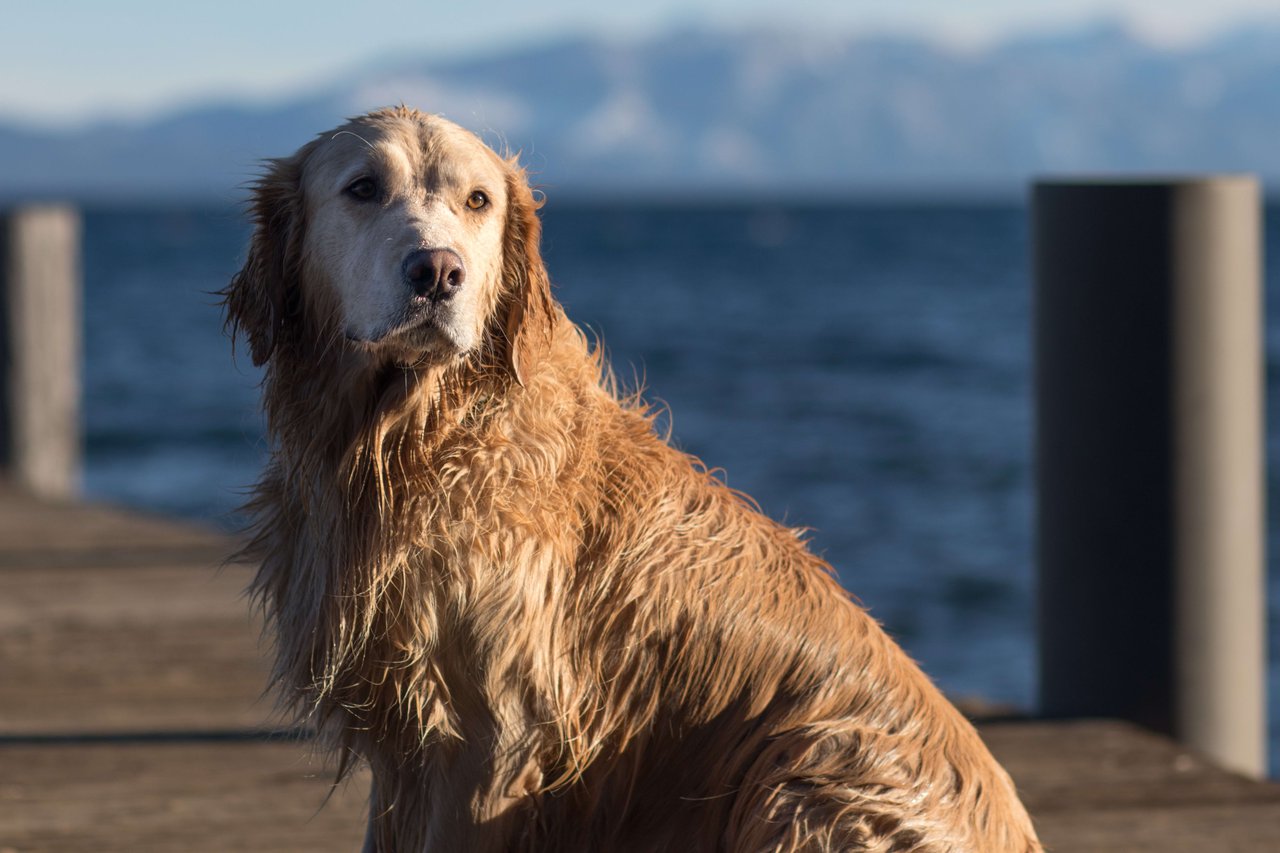 Discover the Best Dog Parks and Dog Beaches in Lake Tahoe: A Guide by Cole Mizak