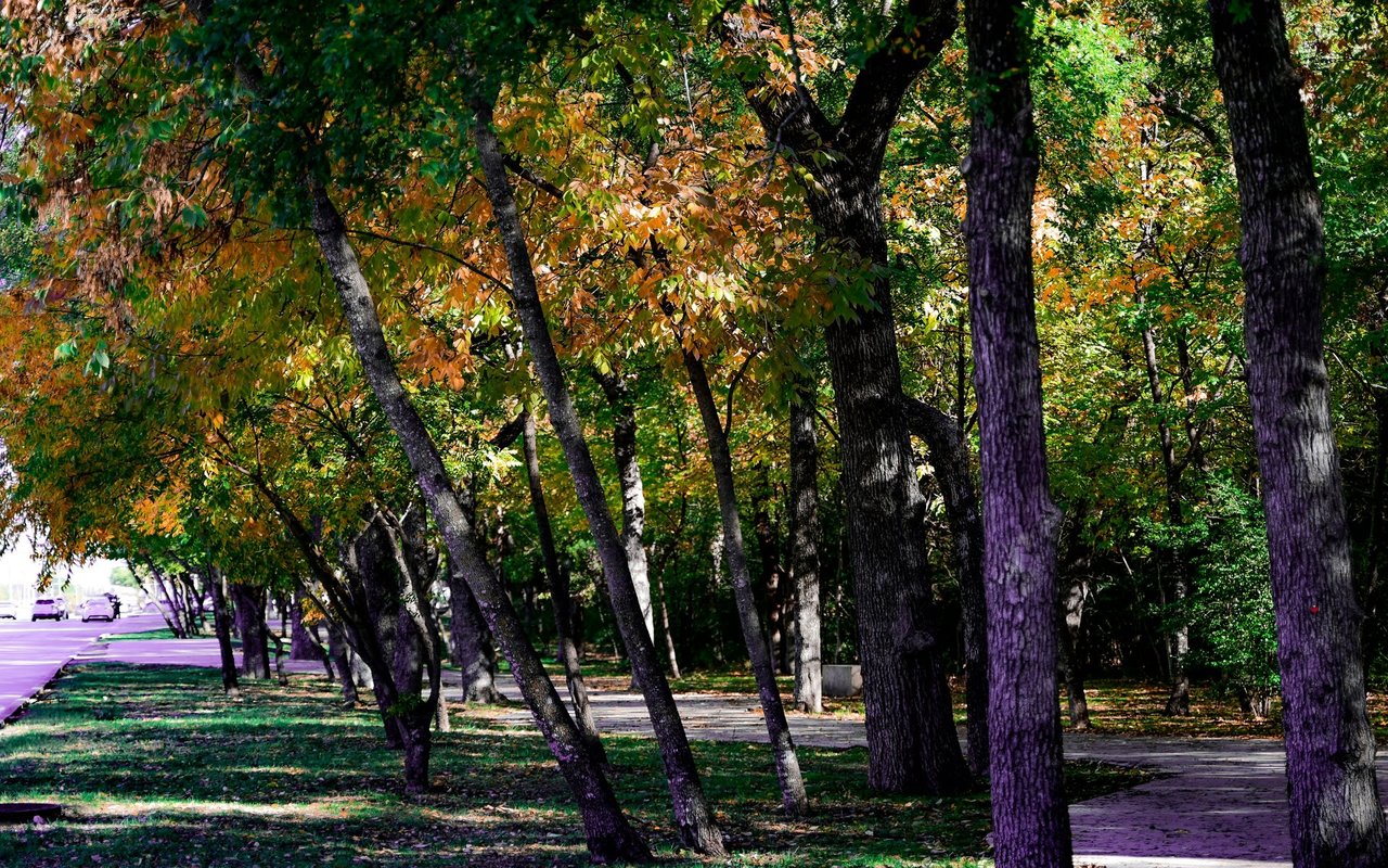 Fall Foliage and Festivals: Autumn Delights in Austin